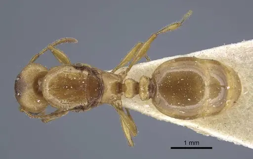 Tetramorium semilaeve - CASENT0917076