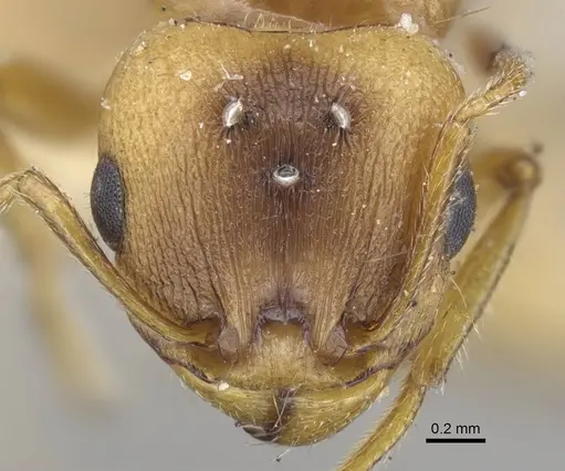 Tetramorium semilaeve - CASENT0917076
