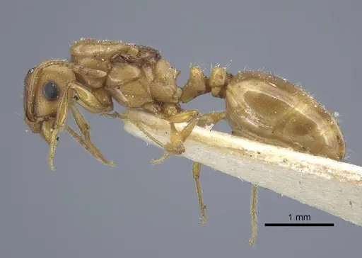 Tetramorium semilaeve - CASENT0917076