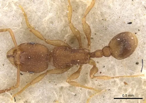 Tetramorium semireticulatum specimen
