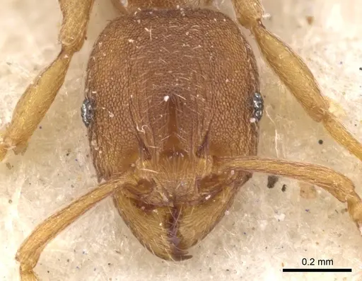 Tetramorium semireticulatum specimen