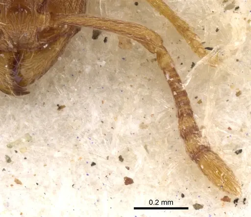 Tetramorium semireticulatum specimen