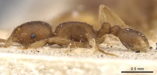 Tetramorium semireticulatum - CASENT0901229