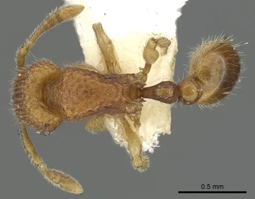 Tetramorium seneb specimen