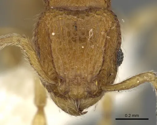 Tetramorium seneb specimen