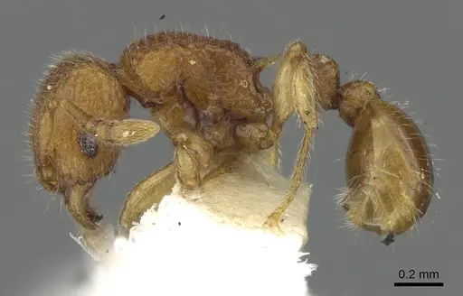 Tetramorium seneb specimen
