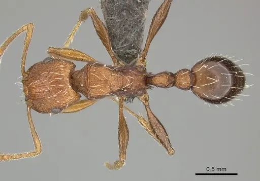 Tetramorium sepositum specimen