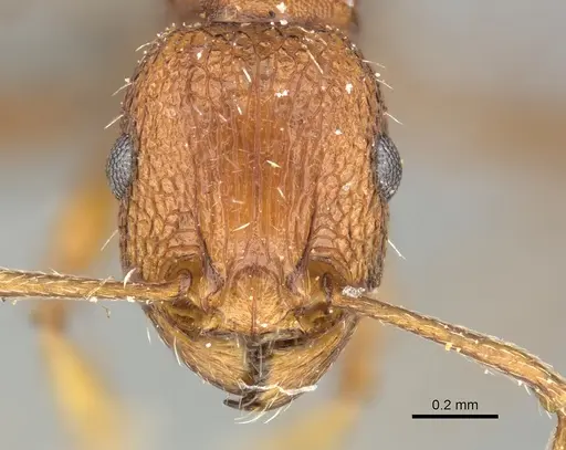 Tetramorium sepositum specimen