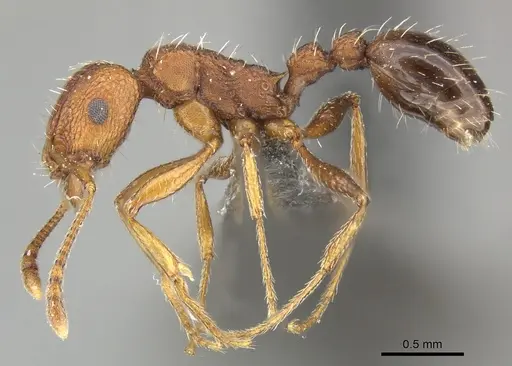 Tetramorium sepositum specimen