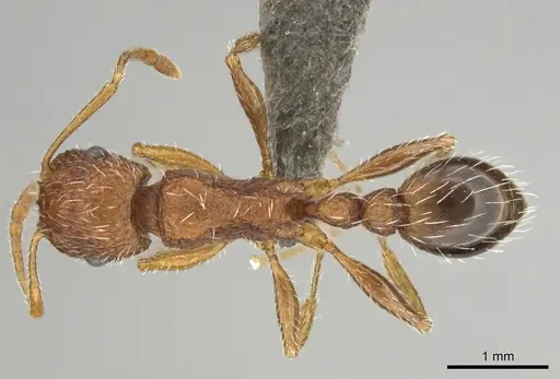 Tetramorium sepositum - CASENT0253101