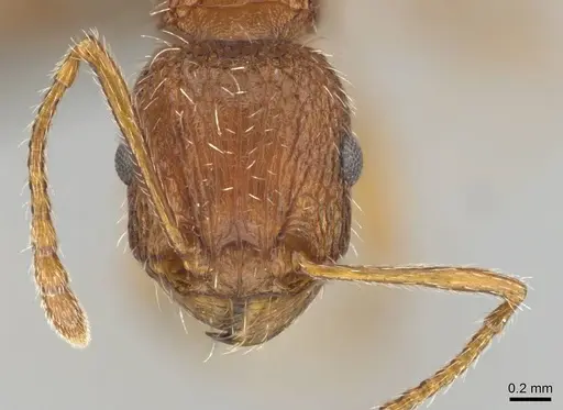 Tetramorium sepositum - CASENT0253101