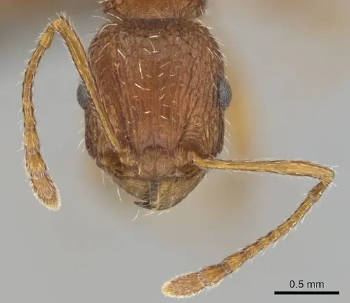 Tetramorium sepositum - CASENT0253101