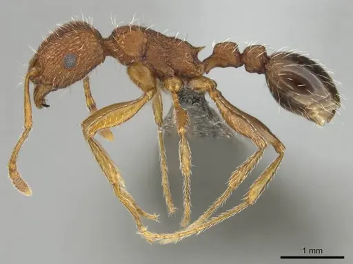 Tetramorium sepositum - CASENT0253101