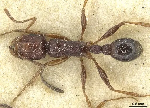 Tetramorium sepositum - CASENT0915056