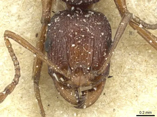 Tetramorium sepositum - CASENT0915056