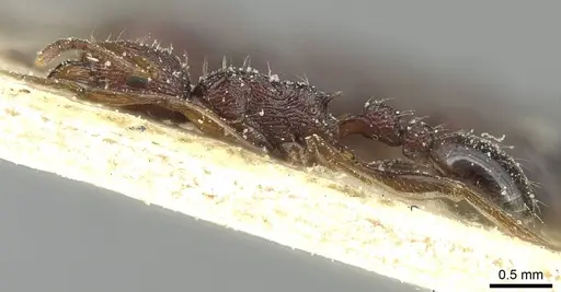 Tetramorium sepositum - CASENT0915056