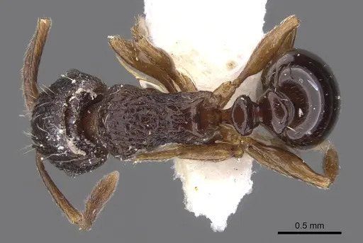 Tetramorium sepultum specimen
