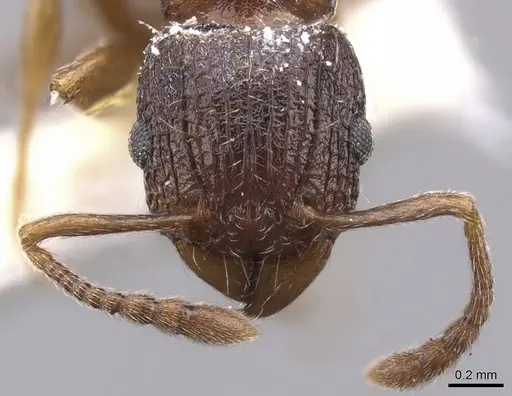 Tetramorium sepultum specimen
