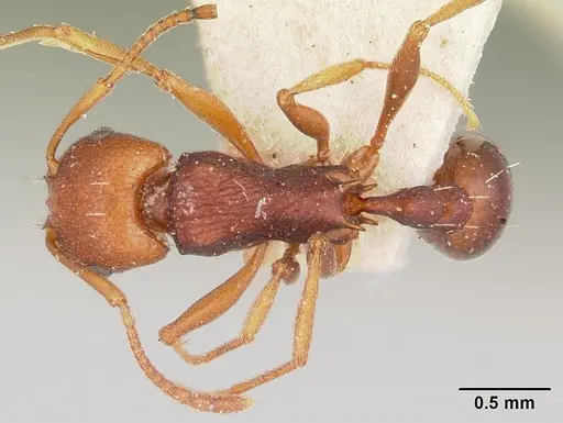 Tetramorium sericeiventre specimen