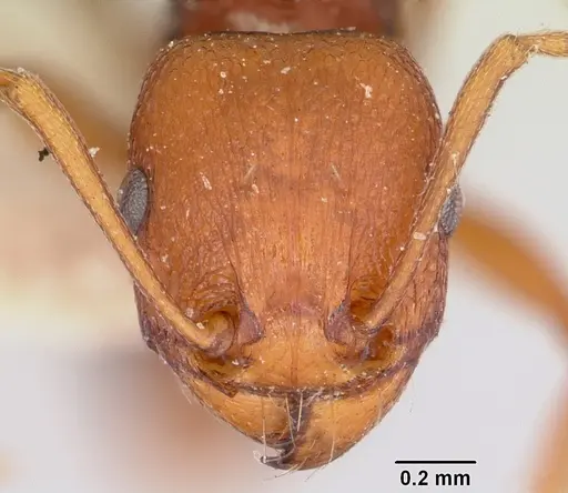 Tetramorium sericeiventre specimen