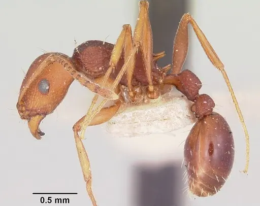 Tetramorium sericeiventre specimen