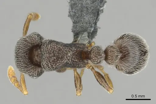 Tetramorium sericeum specimen