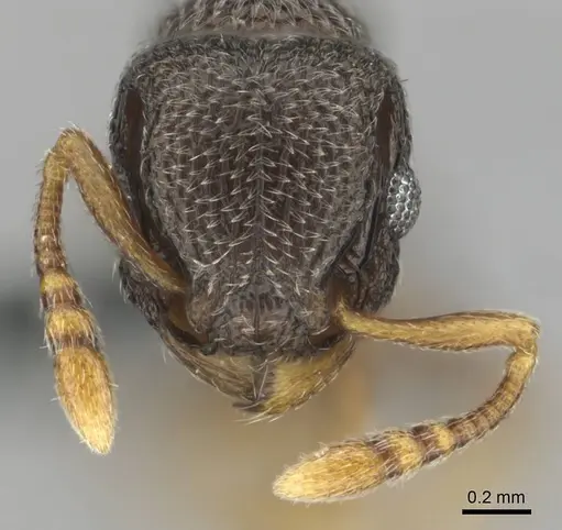 Tetramorium sericeum specimen