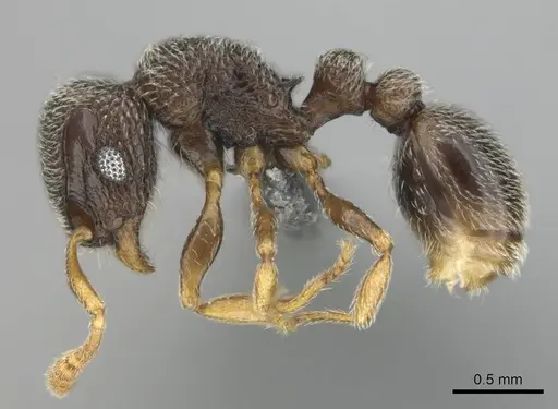 Tetramorium sericeum - CASENT0257345