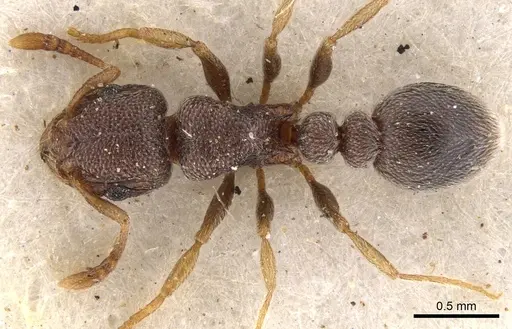 Tetramorium sericeum - CASENT0901135