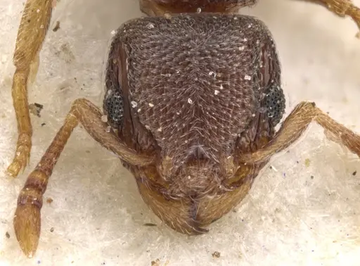 Tetramorium sericeum - CASENT0901135