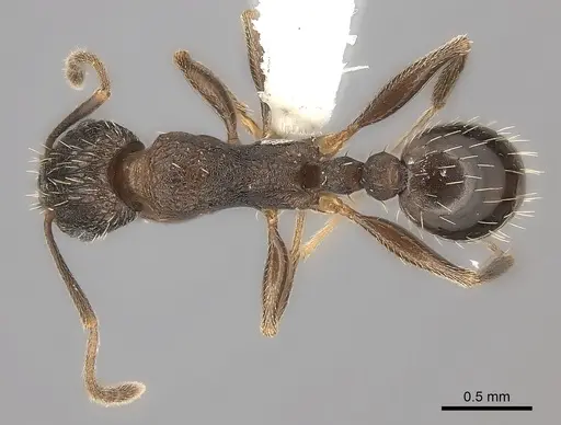 Tetramorium setigerum specimen