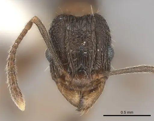 Tetramorium setigerum specimen