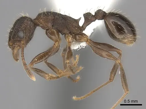 Tetramorium setigerum specimen