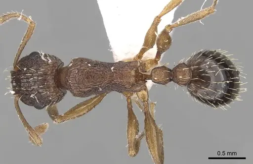 Tetramorium setigerum - CASENT0217217