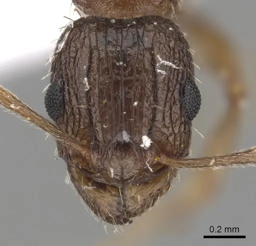 Tetramorium setigerum - CASENT0217217