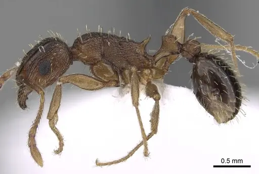 Tetramorium setigerum - CASENT0217217