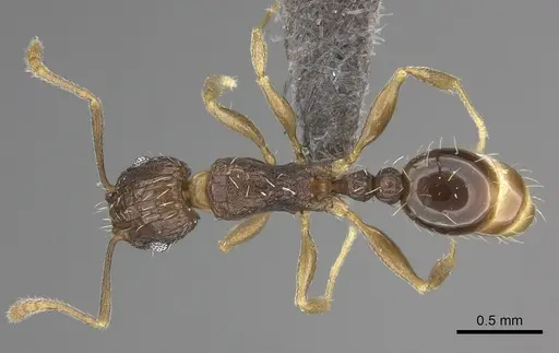 Tetramorium setigerum - CASENT0235774