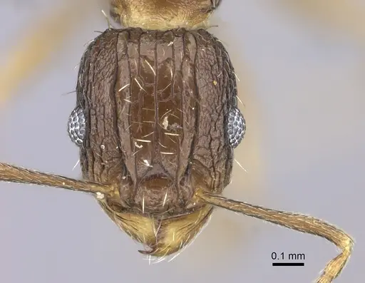 Tetramorium setigerum - CASENT0235774