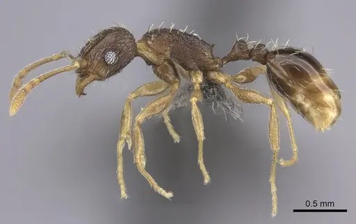Tetramorium setigerum - CASENT0235774