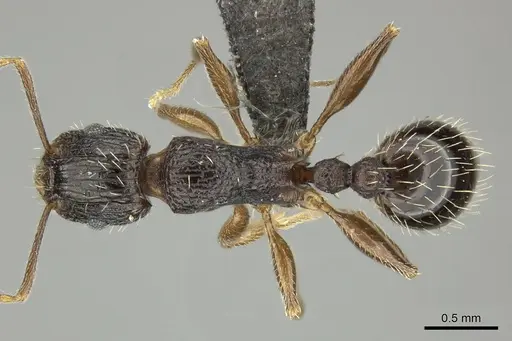 Tetramorium setigerum - CASENT0249026