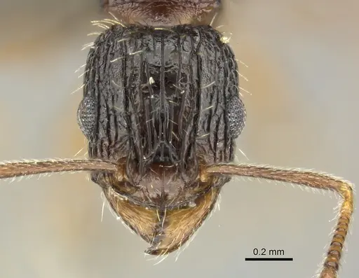 Tetramorium setigerum - CASENT0249026