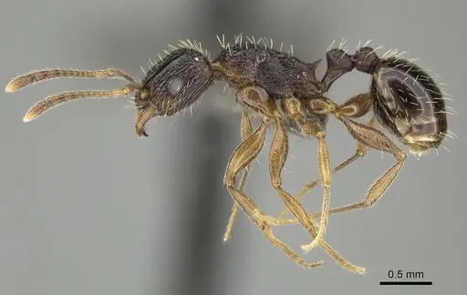 Tetramorium setigerum - CASENT0249026