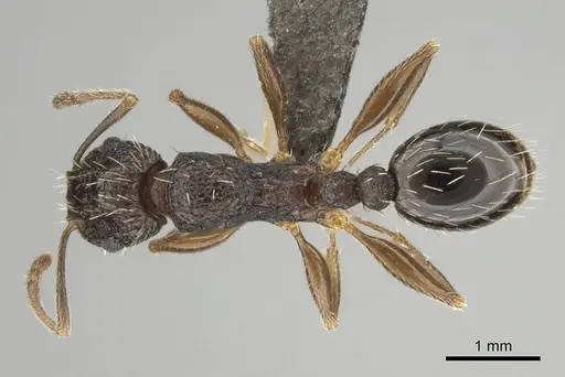 Tetramorium setigerum - CASENT0253243