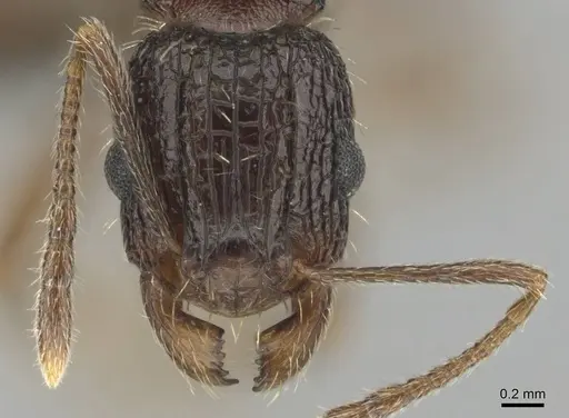 Tetramorium setigerum - CASENT0253243