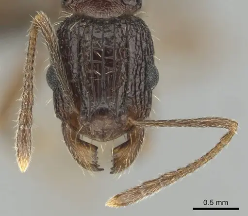 Tetramorium setigerum - CASENT0253243