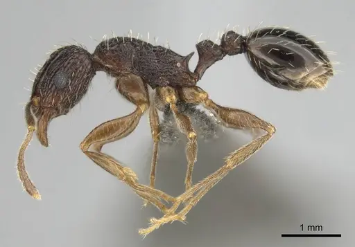 Tetramorium setigerum - CASENT0253243