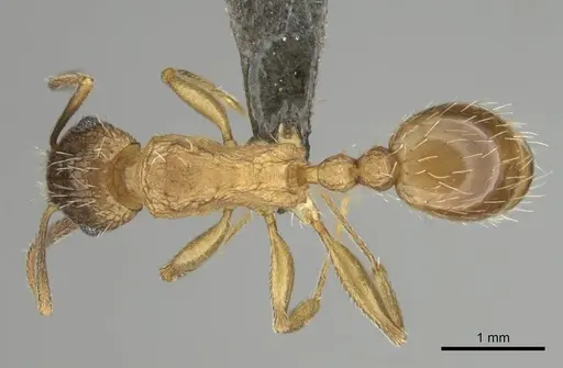 Tetramorium setigerum - CASENT0253257