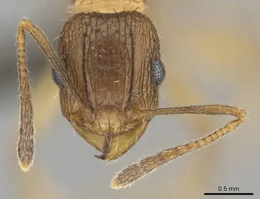 Tetramorium setigerum - CASENT0253257