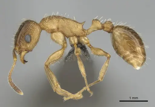 Tetramorium setigerum - CASENT0253257