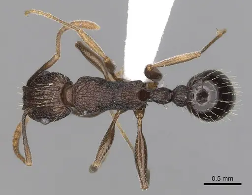 Tetramorium setigerum - CASENT0316981